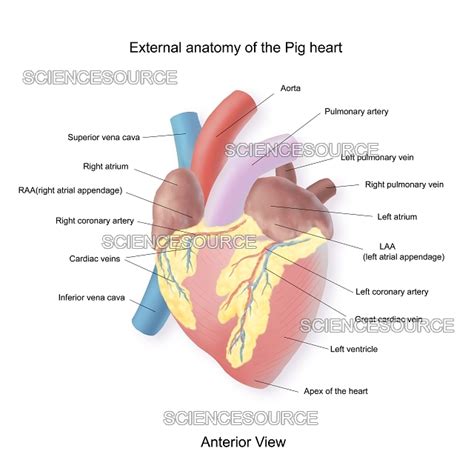 Pig Heart Exterior Anatomy Stock Image Science Source Images