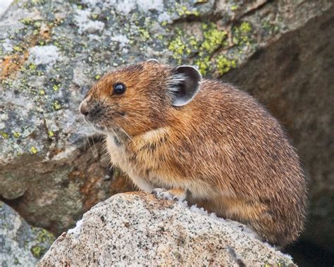 pika adaptations american pika  ultimate guide   mountain