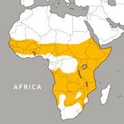 Spotted Hyena | Franklin Park Zoo