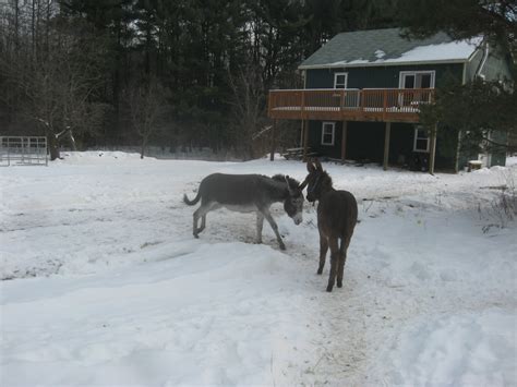 The Dancing Donkey Naked Donkeys