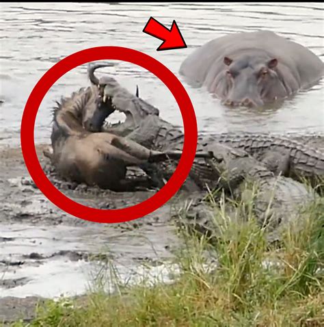 Hippo Saves Wildebeest...(RARE) | crocodile, Hippopotamus amphibius