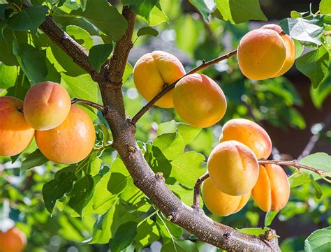 How To Grow And Care For Apricot Trees A Comprehensive Guide