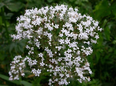 Valeriana Officinalis Valerianaceae