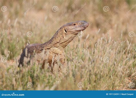 Monitor Lizard Stock Image Image Of Kalahari Reptile