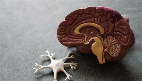 O que é neuropsicologia e quando buscar um atendimento?