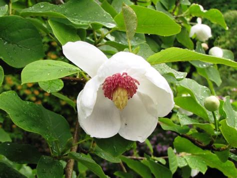 Магнолия Зибольда: яркая звезда в саду | Roslyny.com