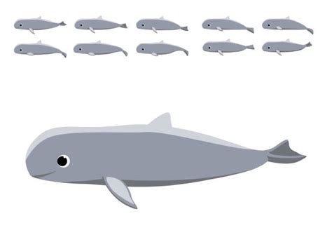 Irrawaddy Dolphin Illustrations Illustrations Royalty Free Vector