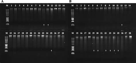 Dna Integrity Agarose 1 Gel Electrophoresis Of Dna Extracted From Download Scientific