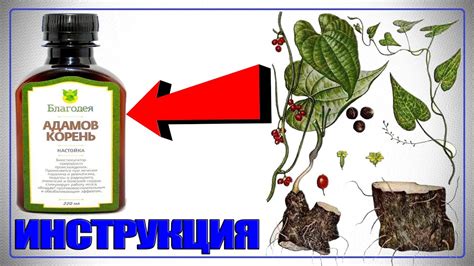 АДАМОВ КОРЕНЬ НАСТОЙКА ИНСТРУКЦИЯ ПО ПРИМЕНЕНИЮ | ОМИК (ТАМУС) – КАК ...
