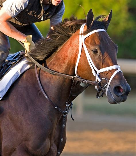 Tampa Bay Downs not just a sleepy little track anymore