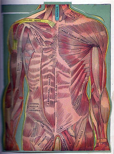 antique anatomical illustrations  cabinet   curious