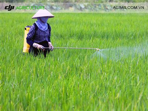 phun thuoc tru sau vao luc nao hieu qua cao nhat