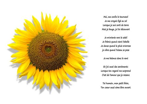 sunflower poem flickr photo sharing