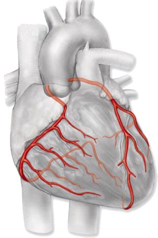 anatomy coronary circulation diagram quizlet