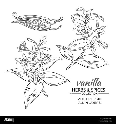 Vanilla Bean Black And White Stock Photos And Images Alamy
