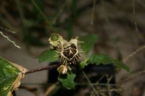 Jimsonweed – Datura stramonium - Plant & Pest Diagnostics