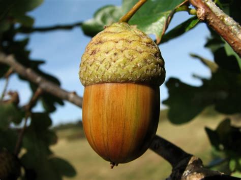 cook  eat acorns    acorn coffee