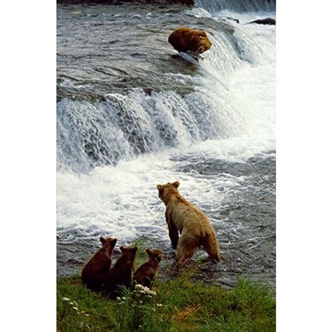 Salmon Run — Brown Bears By Thomas D Mangelsen Brown Bear Bear