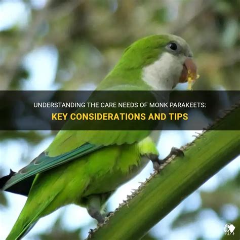 Understanding The Care Needs Of Monk Parakeets Key Considerations And