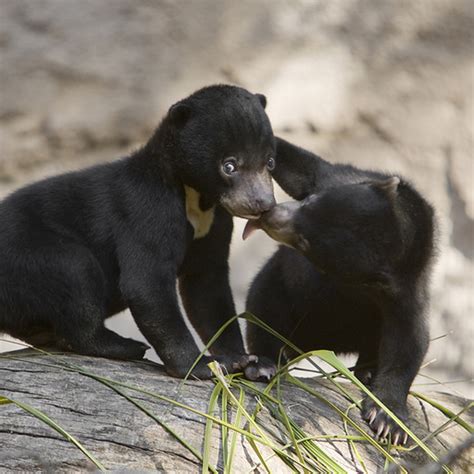 Smol Gay Birb Indestructorble Tumblr Blog Tumlook