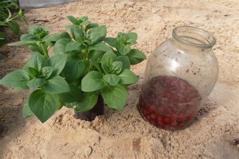 Расставляем Петунию еще раз.