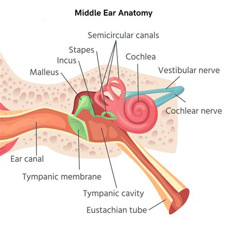 Ossicles Located On The Ear