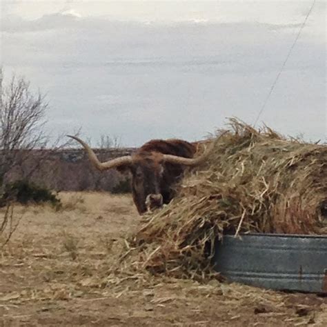 The amarillo hidden gem that tourists often miss when driving 21