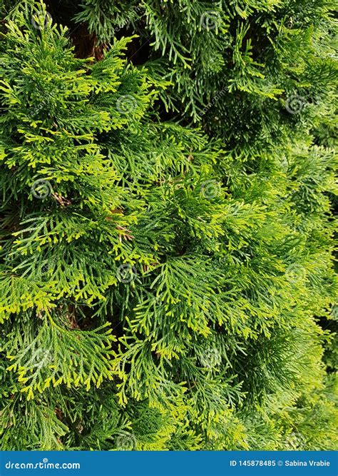 thuja tree 3