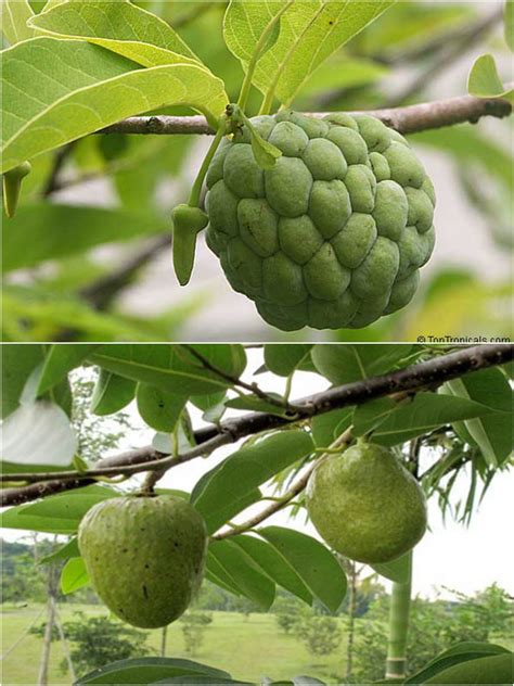 Atis Fruit English