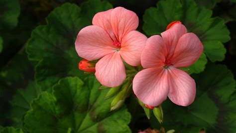 Пеларгония distinction фото и описание