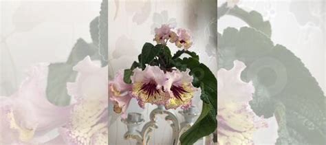 Стрептокарпус купить в Твери | Товары для дома и дачи | Авито