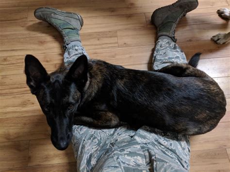 guide to dog hyperactive easily 8