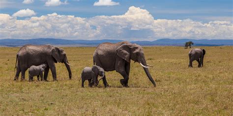 Kenya Game Reserves Best Wildlife Parks Conservancies