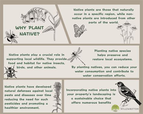 The Benefits of Planting Native Plants on Your Property • Willowbottom