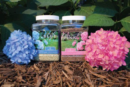 Чем подкормить гортензию весной для пышного цветения в саду