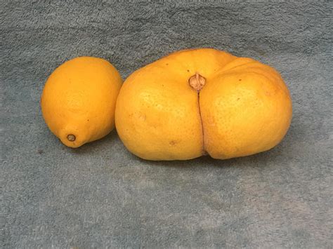 Big Ass Lemon R Absoluteunits