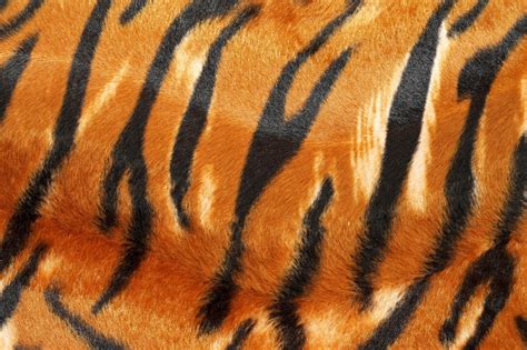 Tiger Print Wallpapers Top Free Tiger Print Backgrounds Wallpaperaccess