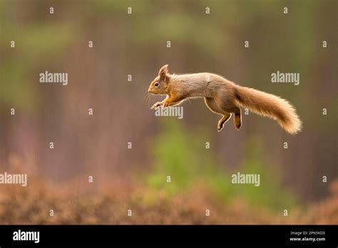 Eurasian Red Squirrel Sciurus Vulgaris Squirrels Rodents Mammals