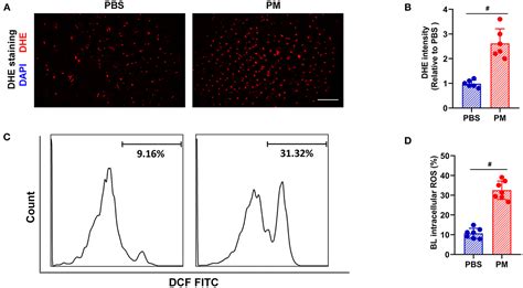 Frontiers CARD9 Deficiency Improves The Recovery Of Limb Ischemia In