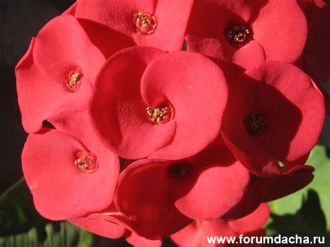 Цветы и прочие растения Тайланда