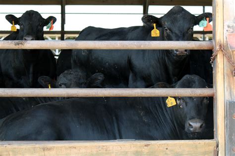 Feedlot Gallery — Larson Farms