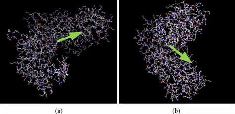 Illustration of (a) open and the (b) closed form of human glucokinase ...