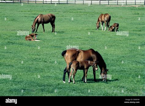 Racehorses Hi Res Stock Photography And Images Alamy