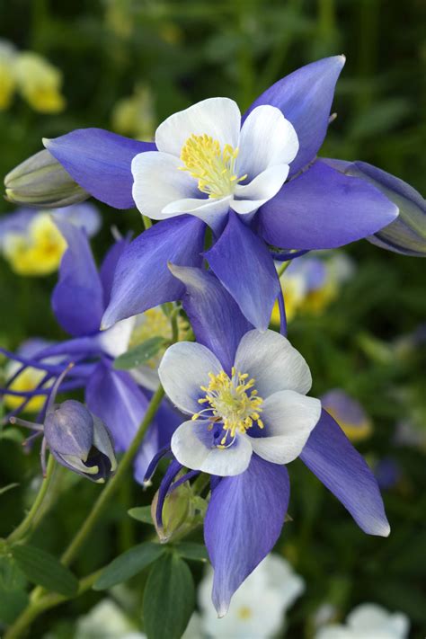 The Most Important Columbine Pictures You Need To See Image 13