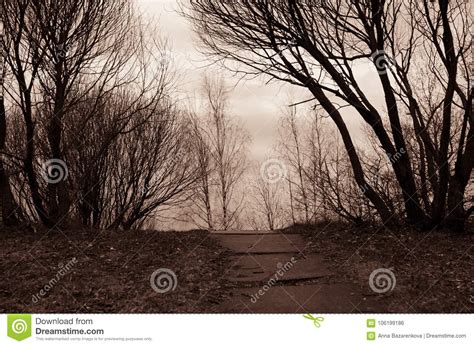 Concrete Path Surrounded By Naked Trees Stock Photo Image Of Background Surrounded
