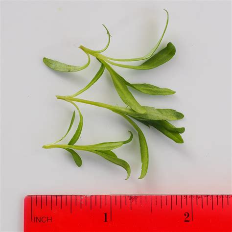 micro mexican tarragon