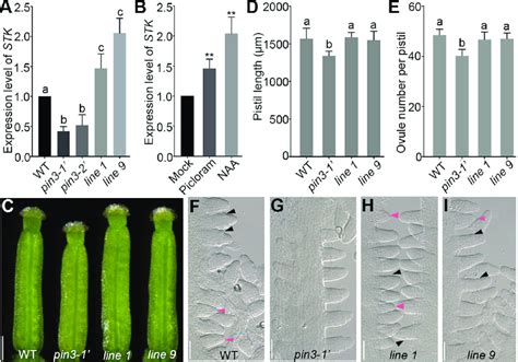 Overexpressing STK Rescues The Defective Late Ovule Initiation Of