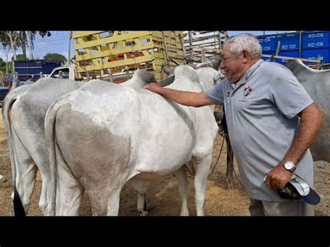 Feira Do Gado Na Cidade De S O Benedito Cear Dia Uma Feira