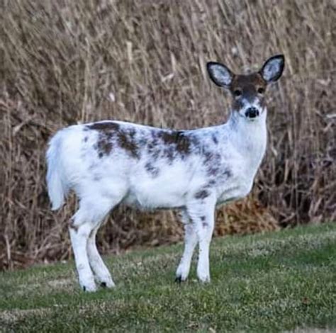 Amazing piebald deer pics you won't believe! | N1 Outdoors