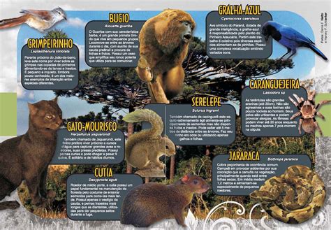 Fauna Da Mata Dos Cocais - Fauna Da Mata Dos Cocais - GITEDU